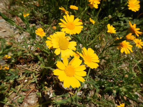 Corndaisy (Glebionis segetum)