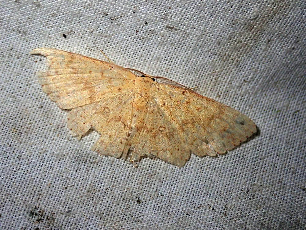 Perixera ochraria