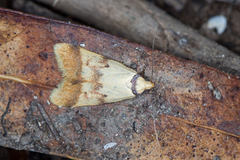 Heteroteucha anthodora