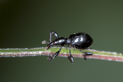 Rhynolaccus formicarius