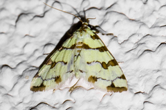 Conchylodes octonalis
