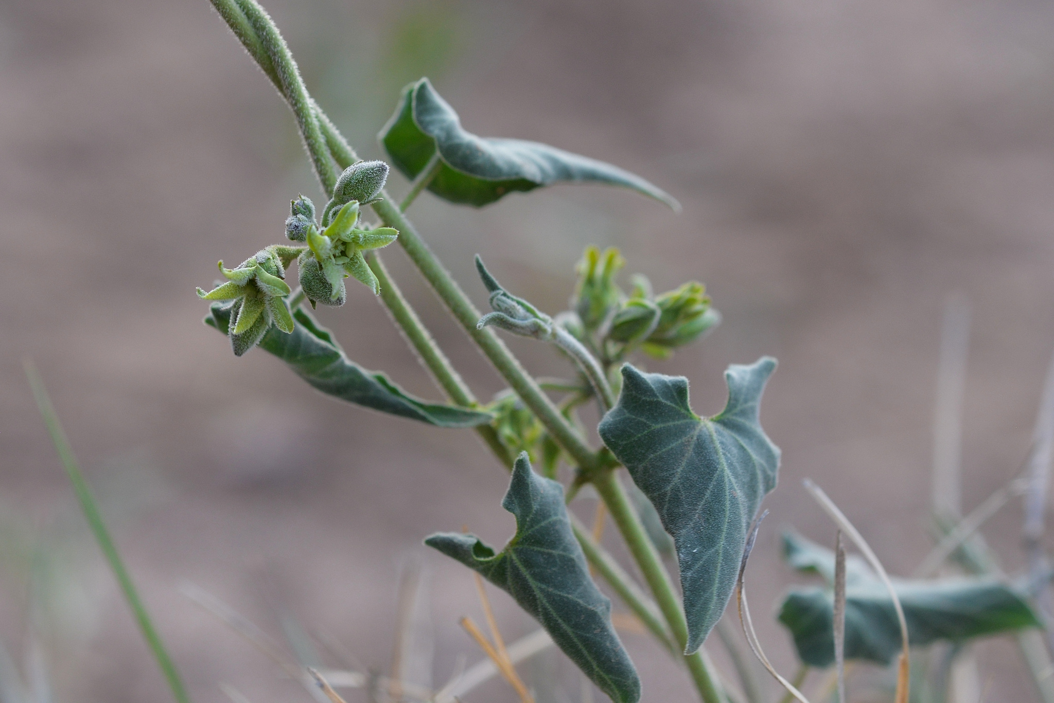 Matelea texensis