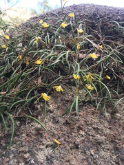 Dendrobium striolatum