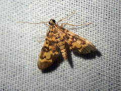 Physematia