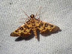 Physematia