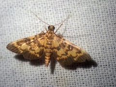 Physematia