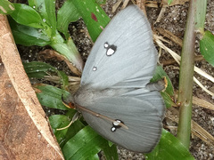 Pinacia albistella