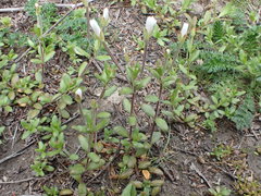 Epilobium hectori