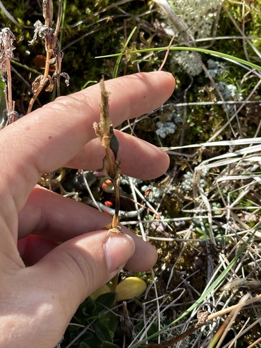 Glaucous Gentian (Gentiana glauca)
