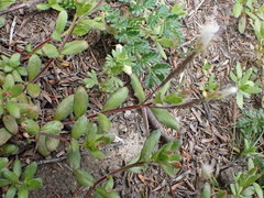 Epilobium hectori