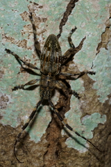 Hexatricha pulverulenta