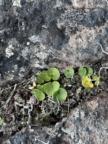 Thick Violet (Viola crassa)