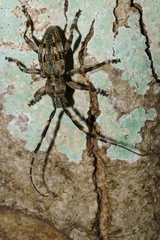 Hexatricha pulverulenta