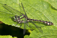 Ophiogomphus colubrinus