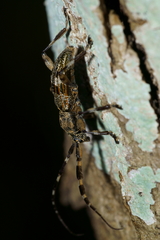 Hexatricha pulverulenta