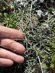 Cassiope lycopodioides