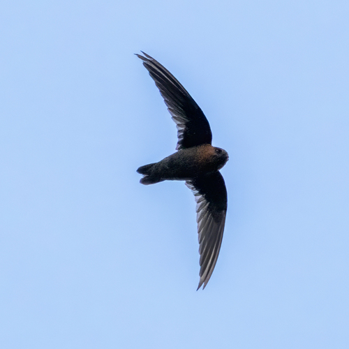 Chestnut-collared Swift (Streptoprocne rutila), photo 6