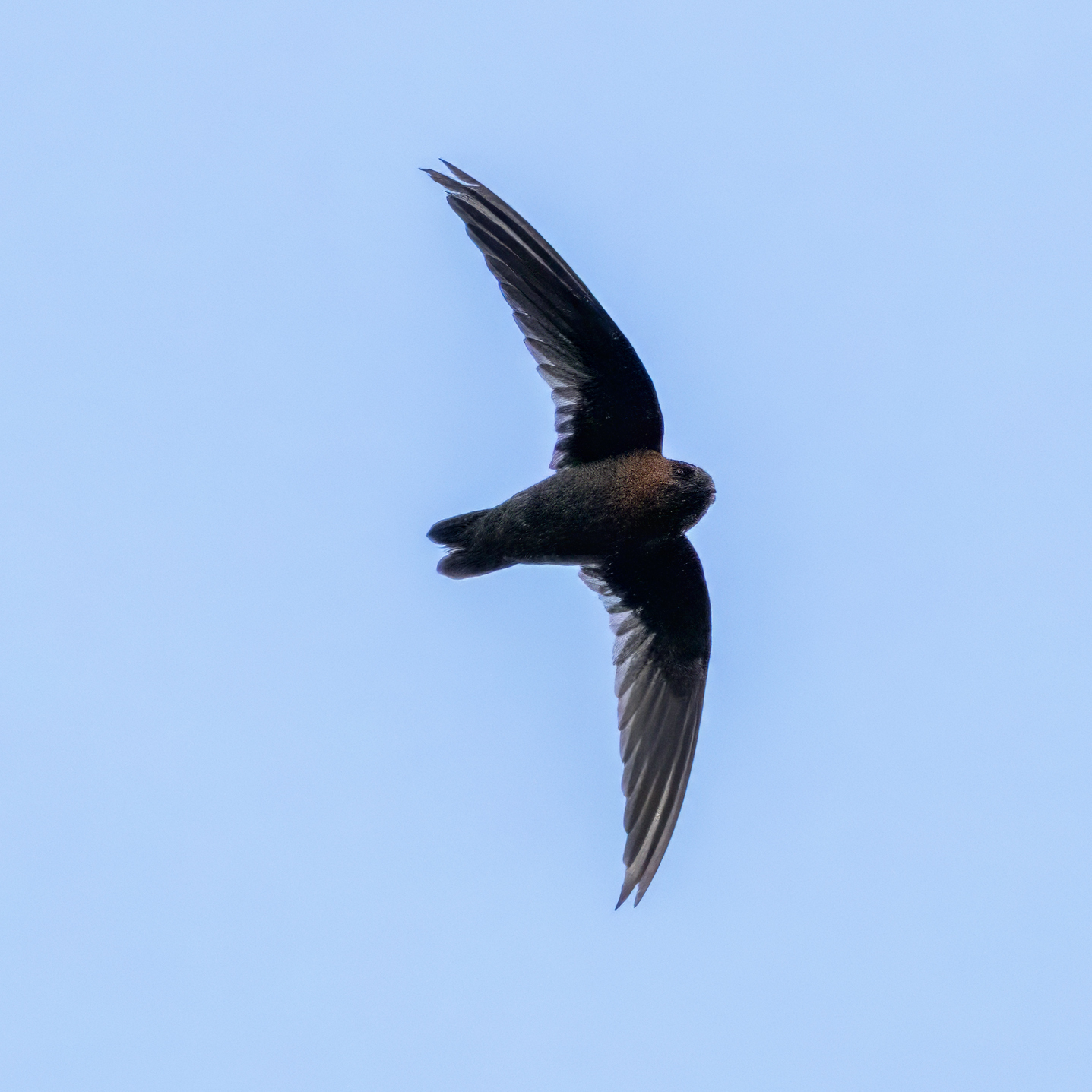 Chestnut-collared Swift (Streptoprocne rutila), photo 10