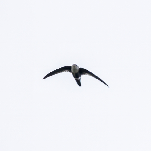 White-tipped Swift (Aeronautes montivagus), photo 1
