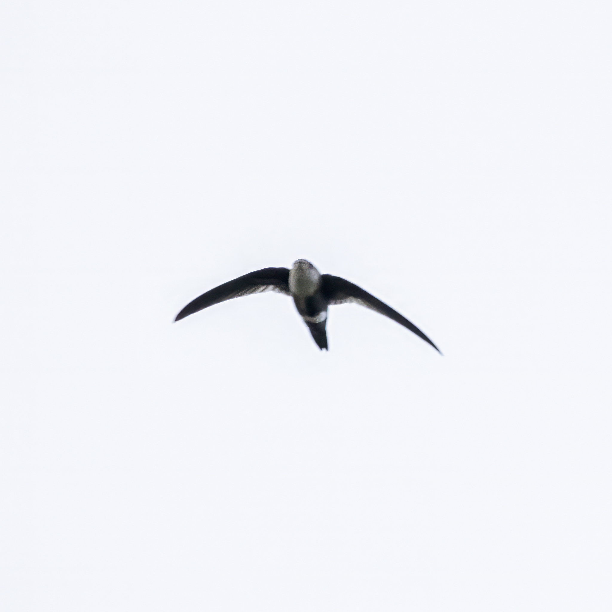 White-tipped Swift (Aeronautes montivagus), photo 1