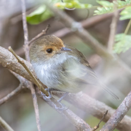 Fulvous-faced Scrub Tyrant (Euscarthmus fulviceps), photo 3