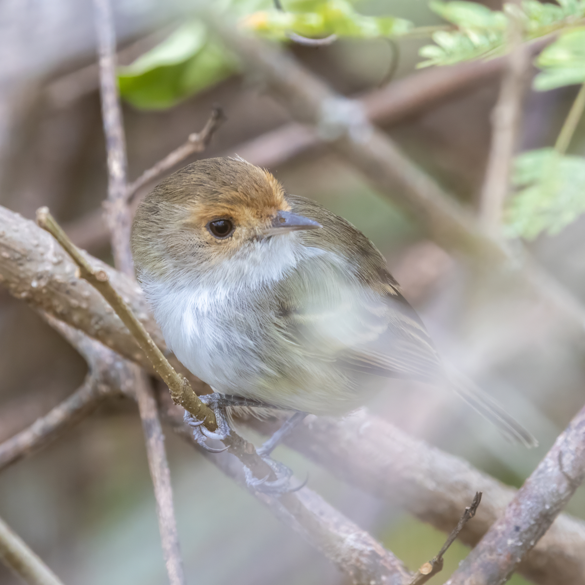 Fulvous-faced Scrub Tyrant (Euscarthmus fulviceps), photo 3
