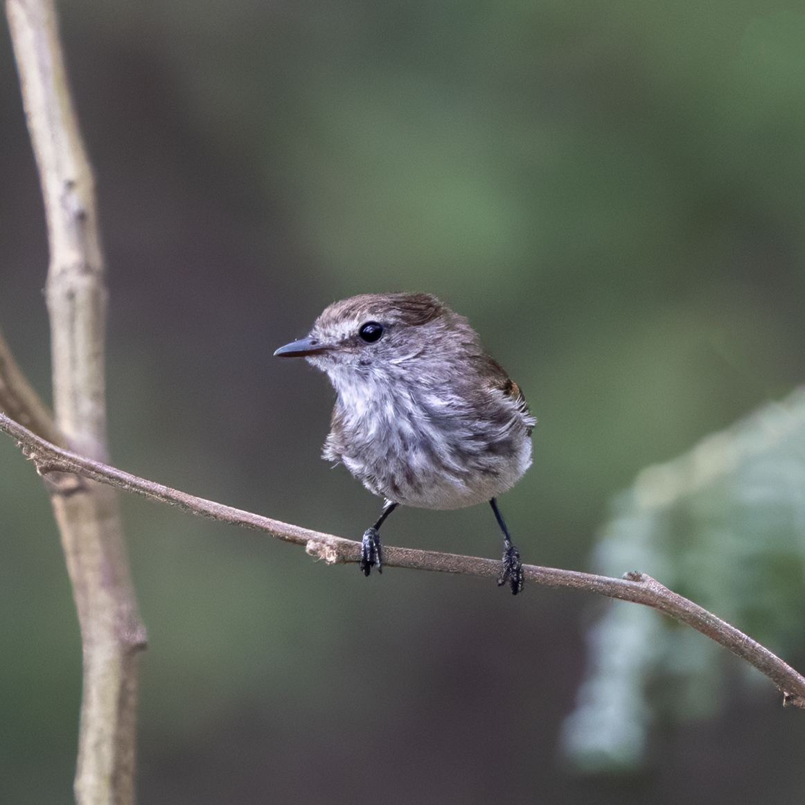 Mouse-grey Flycatcher illustration