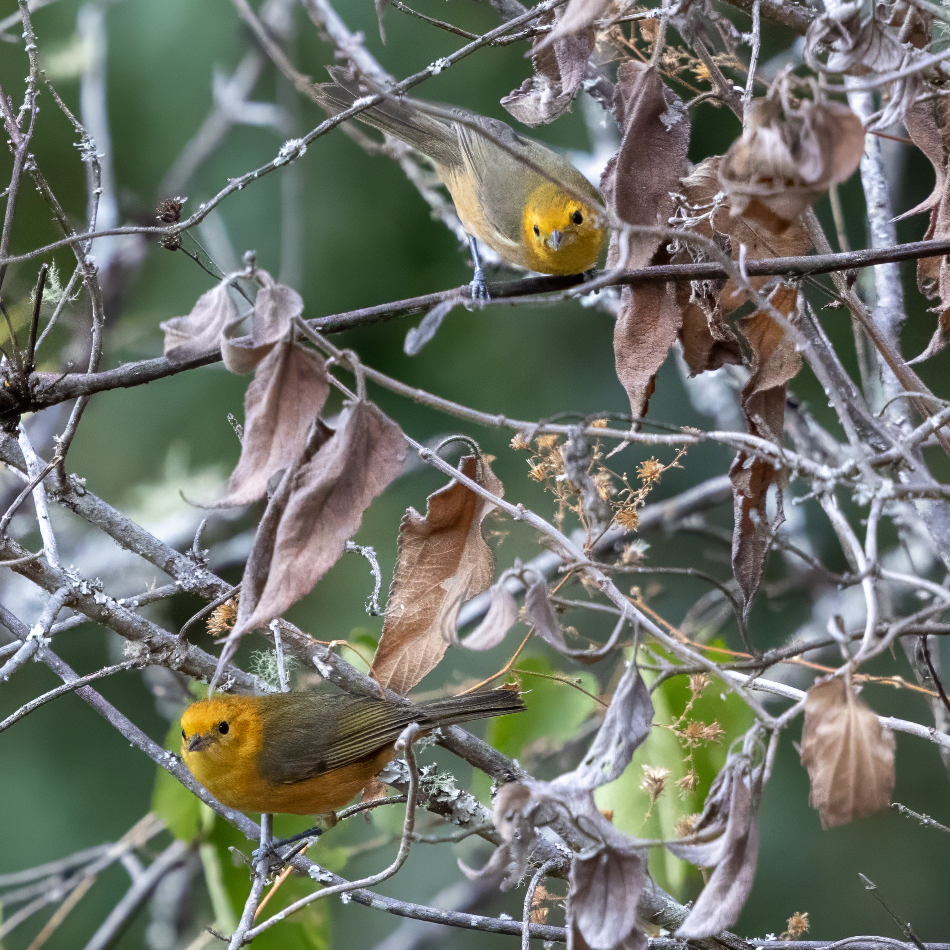Rufous-chested Tanager (Thlypopsis ornata), photo 4