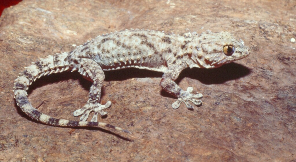 Wolfgang’s Wall Gecko