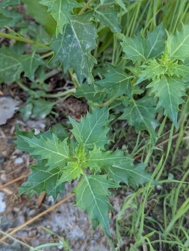 Chenopodium rubrum iNat (2)