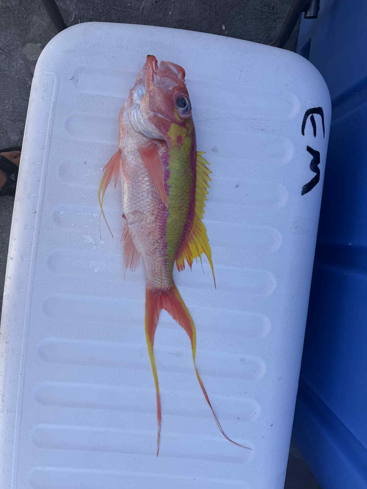 Swallowtail Bass photo 3