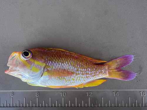 Yellowfin bass (Anthias nicholsi) — Serranidae — 4