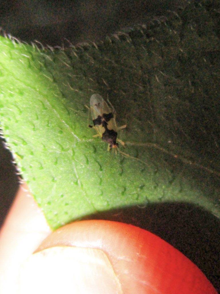 Eccritotarsus carioca