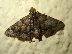 Pyralis manihotalis