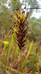 Platanthera chapmanii