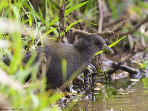 Black Crake