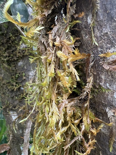 Phyllogonium viride observed 2025-08-24