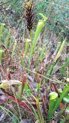 Platanthera chapmanii