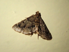 Pyralis manihotalis
