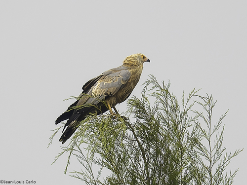 African Harrier-Hawk