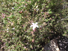 Roella glomerata