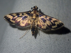 Rhimphalea heranialis