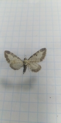 Eupithecia succenturiata