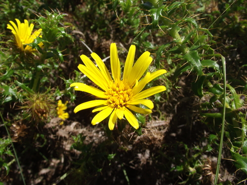 Eastern Snakethistle (Cullumia cirsioides)