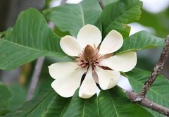 Magnolia obovata