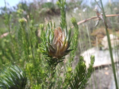 Phylica dodii