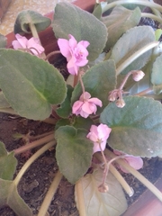 Streptocarpus ionanthus