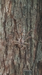 Phaeacius malayensis