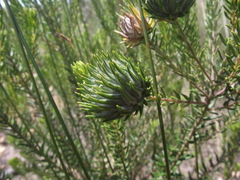 Phylica dodii