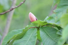 Magnolia obovata